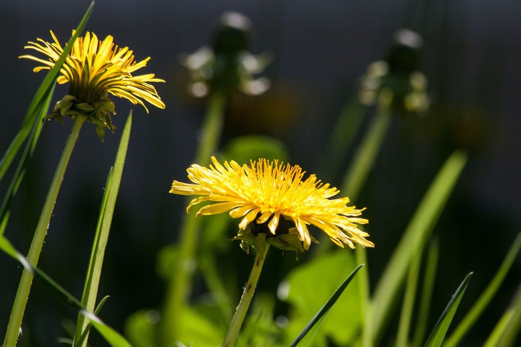 20 Fiori da mangiare (non solo con gli occhi!) 6 dente di leone