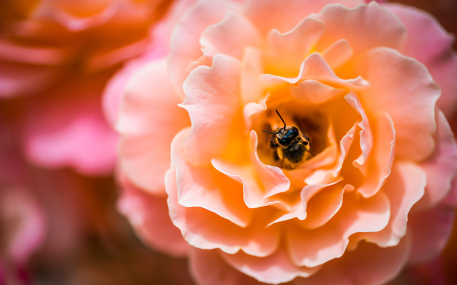 agricoltura sinergica: le api nell'orto