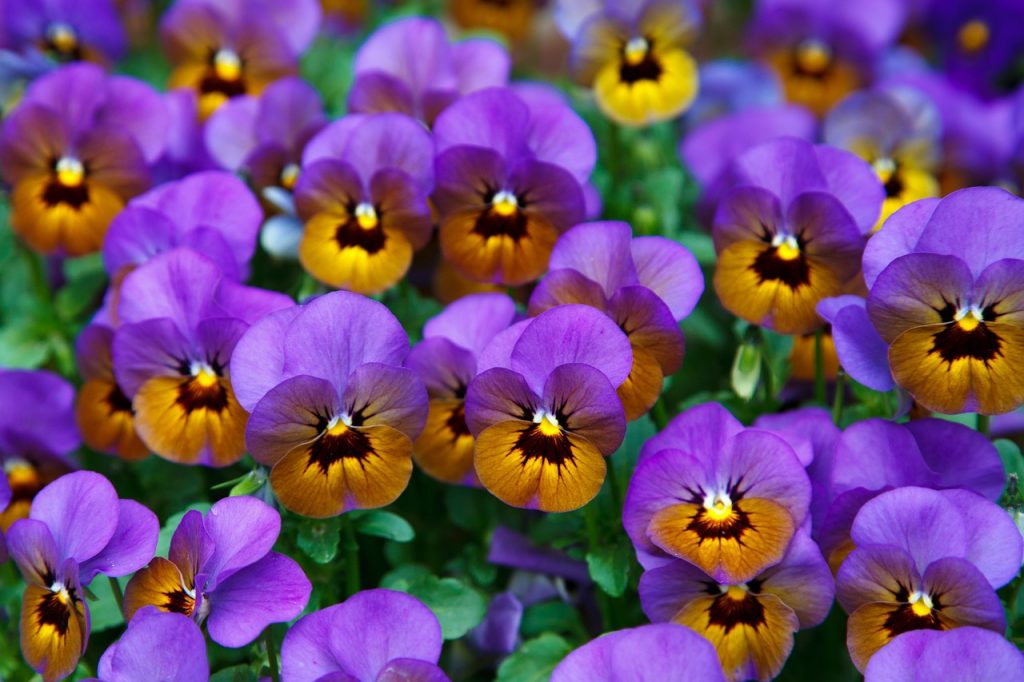20 Fiori da mangiare (non solo con gli occhi!) 12 viola