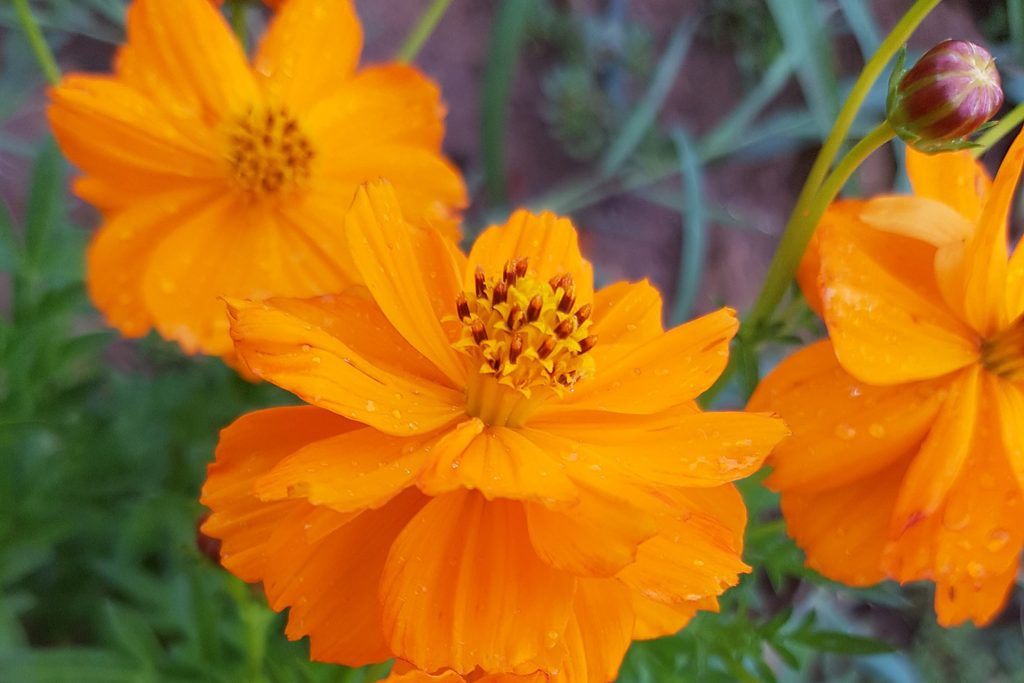 20 Fiori da mangiare (non solo con gli occhi!) 4 Benvenuti ad Orti di Maremma