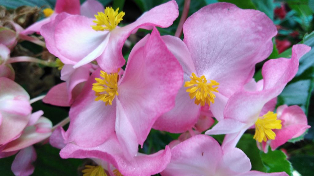 20 Fiori da mangiare (non solo con gli occhi!) 2 Begonia rosa