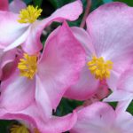 Begonia rosa