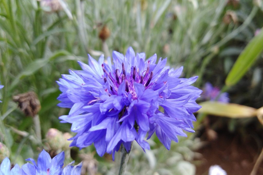 20 Fiori da mangiare (non solo con gli occhi!) 7 Fiordaliso blu 1 OdM