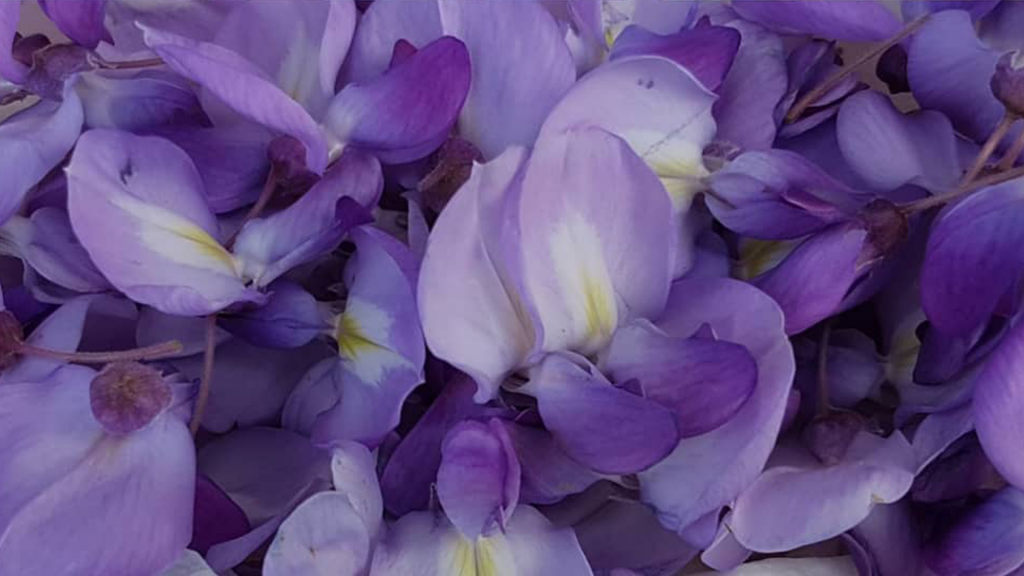 20 Fiori da mangiare (non solo con gli occhi!) 10 fiori di glicine